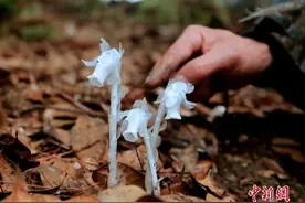 郴州现罕见水晶兰，传说中的“冥界之花” 了解一下图片