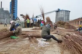 共青农场：废弃地里长出“金疙瘩”图片
