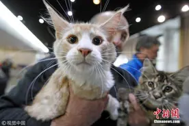 日本研发猫用人造血液：没有血型差异 不会排异图片