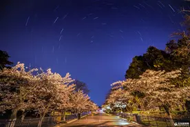 中山公园凌晨三点半 樱花邂逅星空美成了画图片