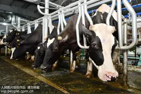 热点解读：婴幼儿配方食品为何禁用牛初乳图片