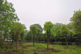 25棵“谢顶”栾树进“医院”，疗养两年再上岗图片