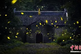 揭秘萤火虫贩卖产业链：养殖困难 多为野生捕捉图片