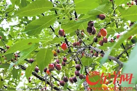 请勿摘食！诱人的红果非樱桃图片