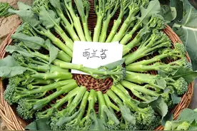 比菜薹脆嫩比西兰花营养 汉产西兰苔国内首创今秋上市图片