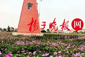 300亩紫云英悄然绽放 镇江扬中重现记忆中的“红花海”图片