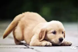 给狗狗看个病，咋这么贵？图片