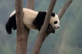 聚众吸猫啦！大熊猫宝宝喝啵儿啵儿，还跟“奶爸”耍赖！图片