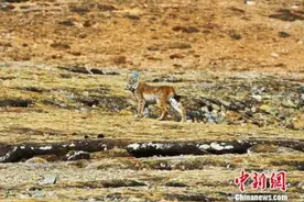 澜沧江源头首次人为拍摄到猞猁“全家福”图片