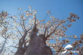 欲享樱花视觉盛宴 且看荣成樱花湖图片