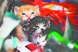 张店一学校出走猫妈妈与小猫团聚图片