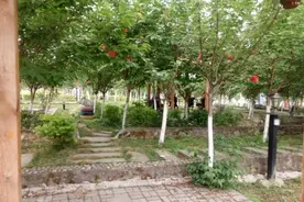 什邡“樱花谷”：党建引领强帮扶 以花为媒振兴乡村图片
