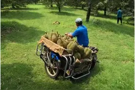 天猫一分钟卖出8万个泰国金枕头榴莲图片