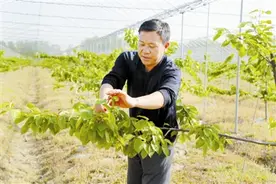 淮滨：精准扶贫大樱桃种出致富路图片