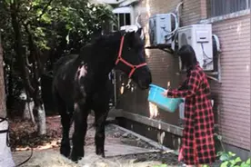  女子不顾邻居反对，在小区绿化带内养马，马粪拉得到处都是……图片