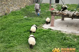 可爱！熊猫宝宝集体喝奶萌翻众人 盆底都舔干净了图片