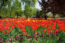 揭开西安新植物园神秘面纱 拥有11个一级专类园！图片