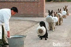 5种无法成为我国警犬的狗狗，金毛居然在列？！图片