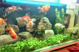 聊聊金鱼饲养的那些事图片