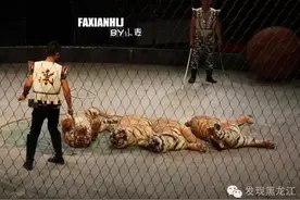 绸吊、死亡飞轮、驯虎，哈尔滨东北虎林园马戏团用生命在表演！图片