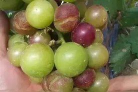 葡萄成熟之际裂果非常严重，到底该咋办呢？大神支招必看图片