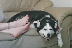 国外二哈实在太遭罪了！这个被臭脚熏到的表情简直了！图片