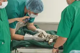 遭遇无数次袭击导致四肢骨折的虎猫，是什么让它坚持活了下来图片