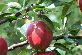 能刮出蜡的苹果到底还能吃吗？很多人都不知道图片