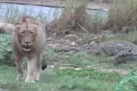 鳄鱼抢夺狮子猎物，狮子恐吓鳄鱼之后还做出这事，让人哭笑不得！图片