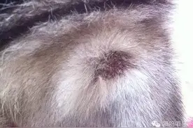 知识贴：猫咪得了猫癣怎么办？图片