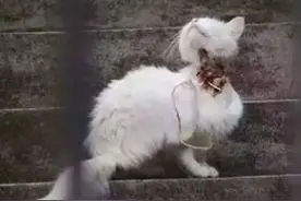 发现一只小猫被虐待至血肉外露，非常怕人，获救后的它让人心痛图片