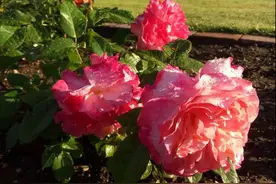 丹麦人的“有机癖”从种一株花就看得出来图片