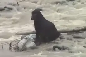 狗狗被洪水困住 在警察想办法时一男子奋勇将其救起！图片