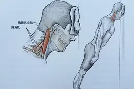 容易被忽略的颈部肌肉训练图片