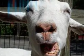 老眼昏花，发音不准！（小笑话）图片