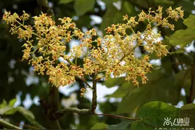 这个才是能招来凤凰的真正梧桐树，你是不是一直搞错？图片