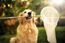 能与哈士奇争宠的狗狗长什么样-金毛寻回犬简介图片