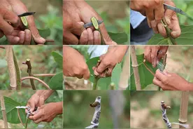 新嫁接的绿肉猕猴桃翠香品种是否能在当地茁壮成长呢？图片