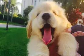 前方高萌！爱笑的小金毛，心情不好时看看它们会被瞬间治愈！图片