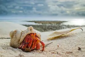 热带生物-草莓寄居蟹图片