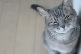 傲娇喵星人的犀利眼神：喵奴们，你怕了吗？图片