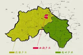西湖龙井老茶树如何鉴别？图片