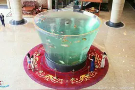 就算是夏季也要注意锦鲤得肠炎图片