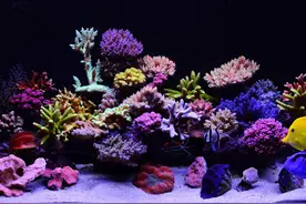 隐藏在深海中美丽的秘密，有机宝石珊瑚图片