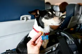 宠物回国全攻略——带萌宠回国，你准备好了吗？（美国篇）图片