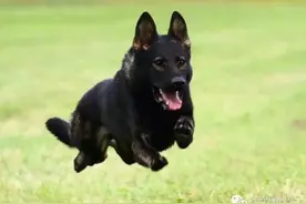 德牧训练之美、德国牧羊犬唯一的全能犬。图片