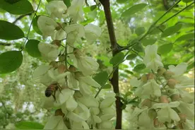 蜂蜜采集的整个过程图片