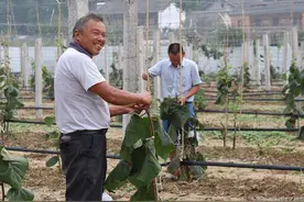 月入万元的嫁接师傅一天的工作都是怎么度过的？图片