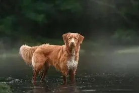 忧郁系列 摄影师 Anna Averianova国外宠物摄影图片