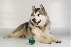 阿拉斯加雪橇犬和哈士奇，你，辨别出来了吗图片